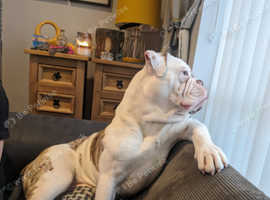 Olde tyme bulldog for stud