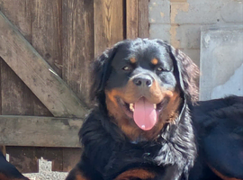 Fluffy Rottweiler pure breed