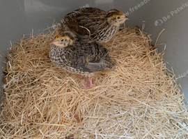 jumbo couternix quails
