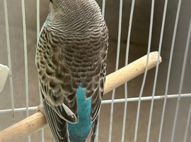 Black wing budgie for sale