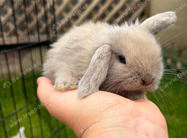 Mini Lop