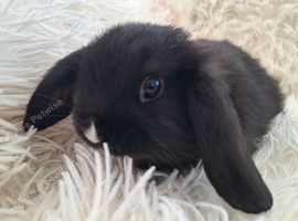 Gorgeous Mini Lop Female For Sale