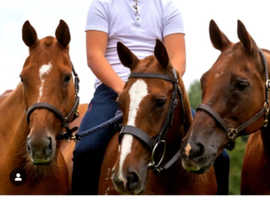 UK premium grass livery wanted long term