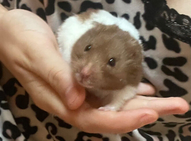 Male Syrian for rehoming