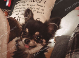 Beautiful very small chihuahua
