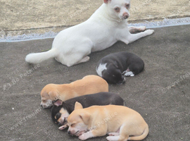 Chihuahua puppies in Bradford