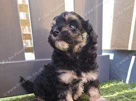 Tri, phantom Maltipoo