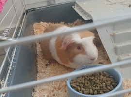 Gini pig