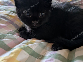 Beautiful completey Black girl