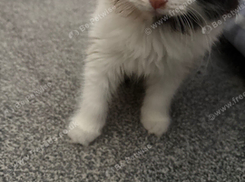 Baby kittens