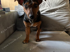 Female Jack Russell pup
