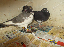 2 PIGEONS FOR SALE..