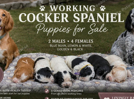 Beautiful KC Working Cocker Spaniels