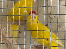 Kakarikis