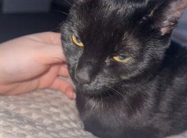 Female Cat