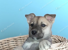 Needs new home