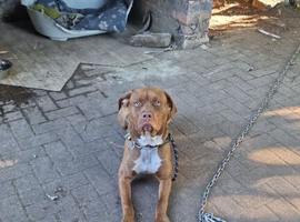 STILL AVAILABLE Cane corso cross doberman for sale