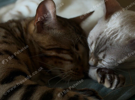 3x Pure Breed Bengals