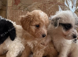 Jackapoo puppies