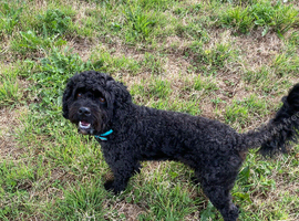 Black cavapoo