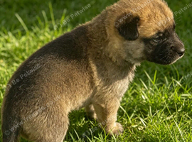 Bullherderx dutch shepards
