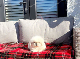 Stunning top quality Pekingese puppies