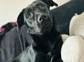 Kovu 2 years