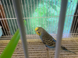 Beautiful female budgie