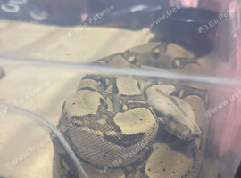 Boa constrictor