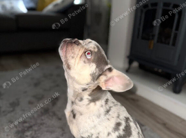 Gorgeous Merle frenchie