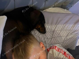 Miniature dachshund