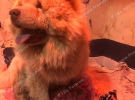 Beautiful chow chow babies