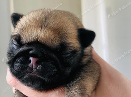 Pug PuPs Traditional Type