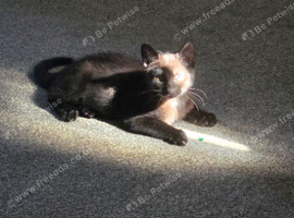 3 kittens available, 13 weeks old