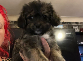 Shih Tzu x Chihuahua 3 FEMALES LEFT