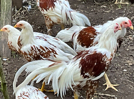 RARE BREED YOUNG PAIR YOKOHAMA RED SADDLE L/F Ferndown, Dorset