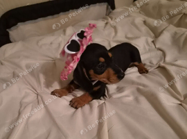 Female pup
