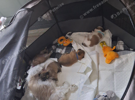 Shih Tzu pups for sale