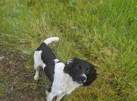 English springer spaniel