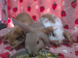 Very Tame mini lop 8weeks