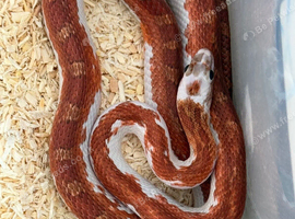 Extreme piedsided het scaleless