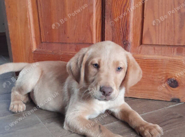 9 week old Labrador puppy