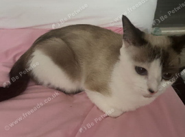Finding home for cat