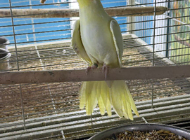 Baby cocktails