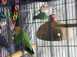 Lovebirds pairs Glasgow