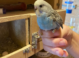 Baby budgies