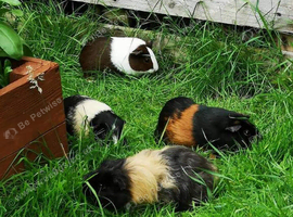 looking to give a guinea pig(s) a new forever 5* home.
