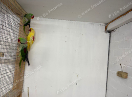 Lutino alexandrine