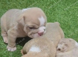 3wk old English bulldog puppies