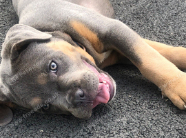 shar pei cross dogue de bordeaux&nbsp;